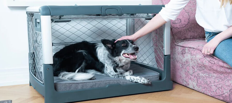 How to Help Rescue Dogs Transition to a New Home